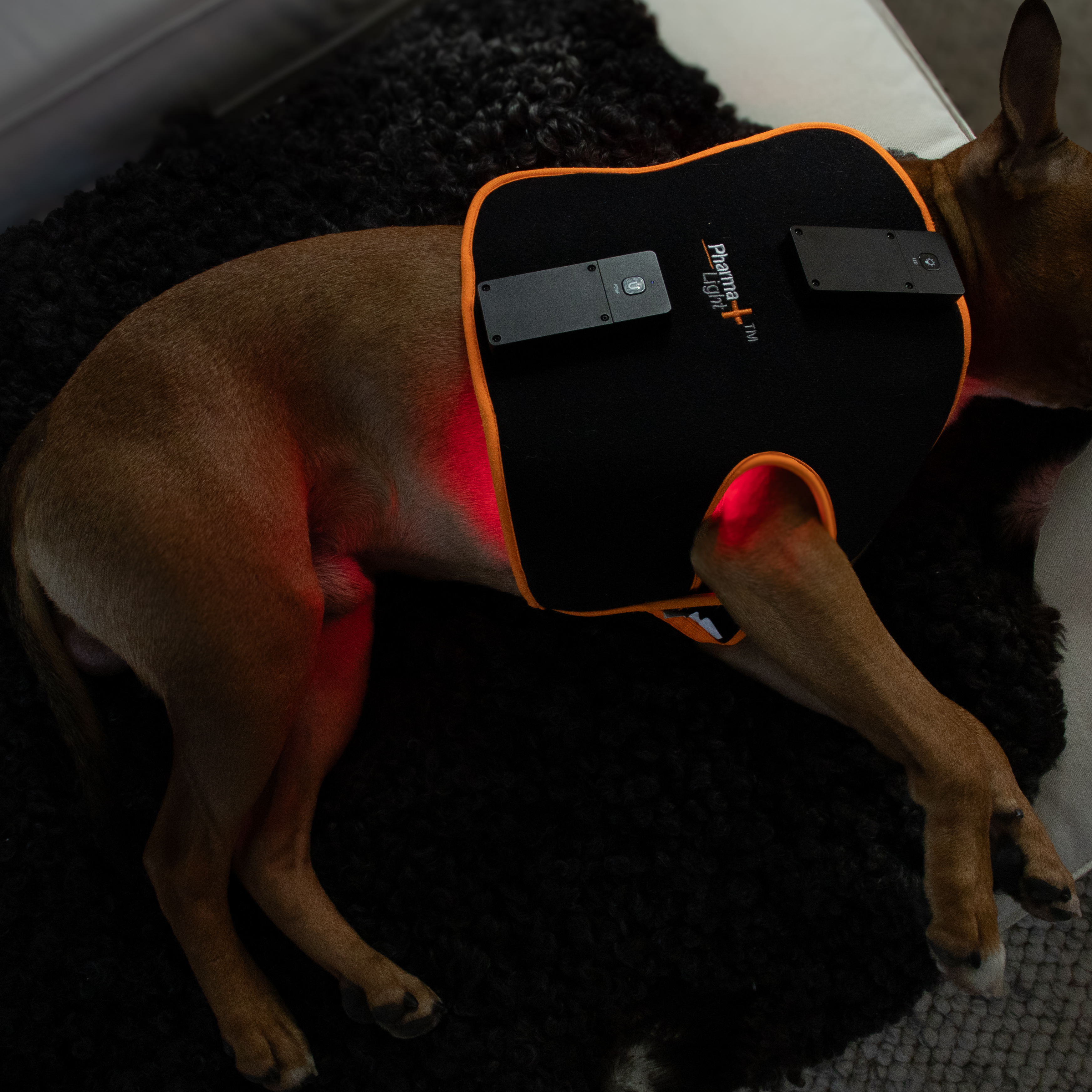 ModelLight Led Treatment Pad PEMF Equine 2-PACK - 16