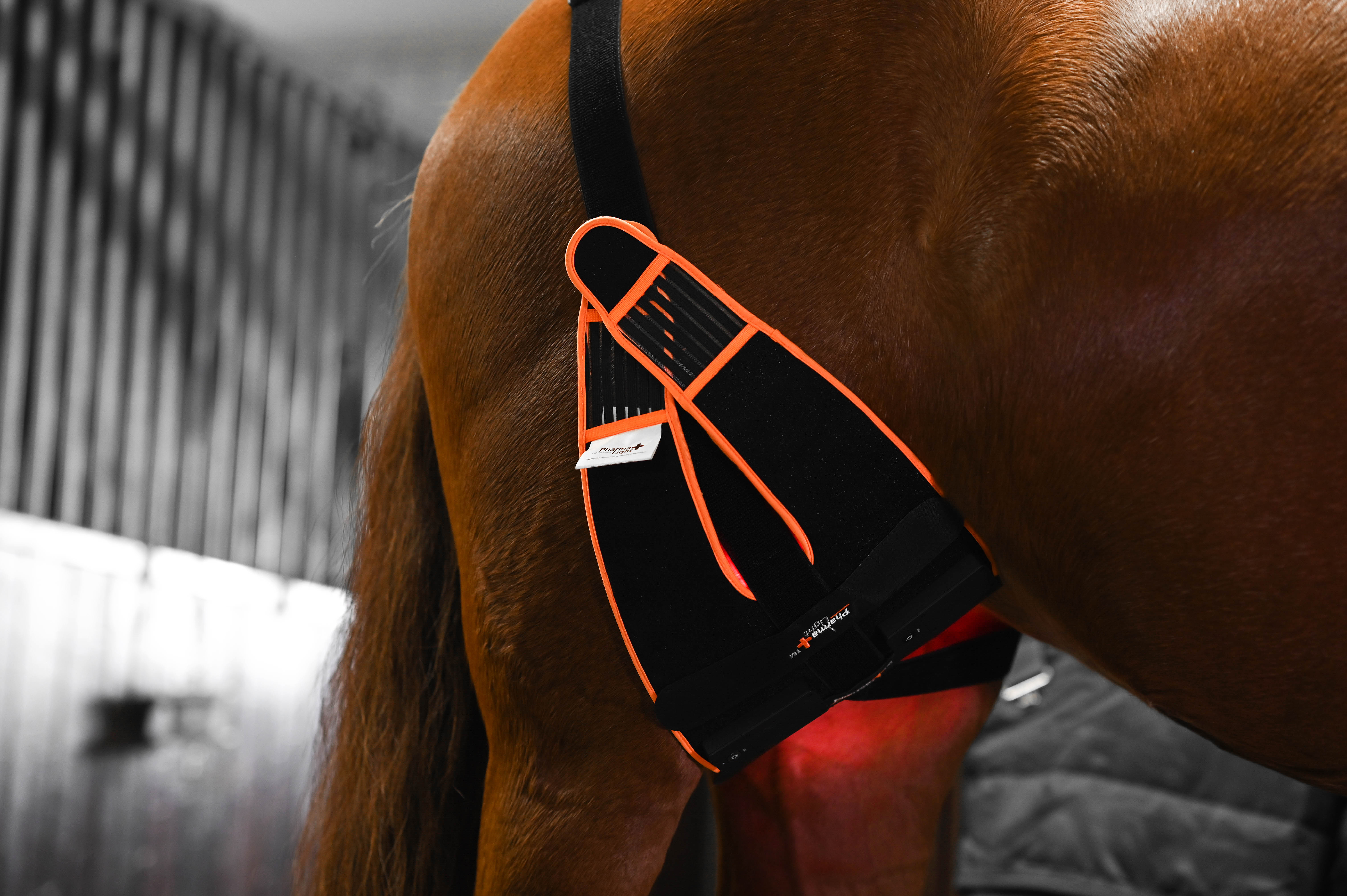 ModelLight Led Treatment Pad PEMF Equine 2-PACK - 5
