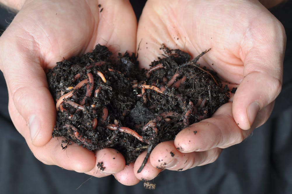Compost worms 250pcs