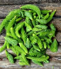 Jonas Bronck´s Spruce syrup - 2