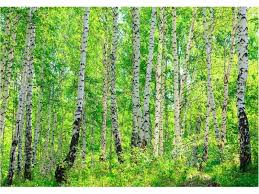 Jonas Bronck´s Birch syrup - 2