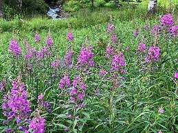 Jonas Bronck´s Willowherb syrup