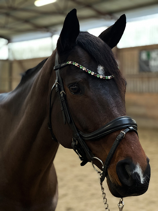 Browband horse bronze