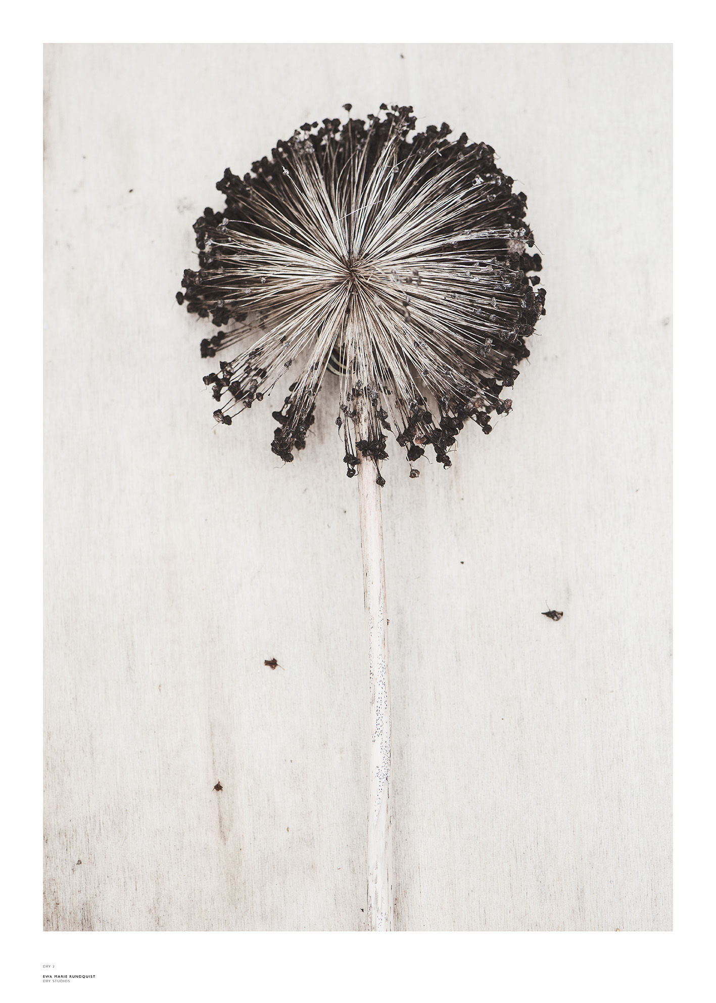 PRINT – DRY no 2