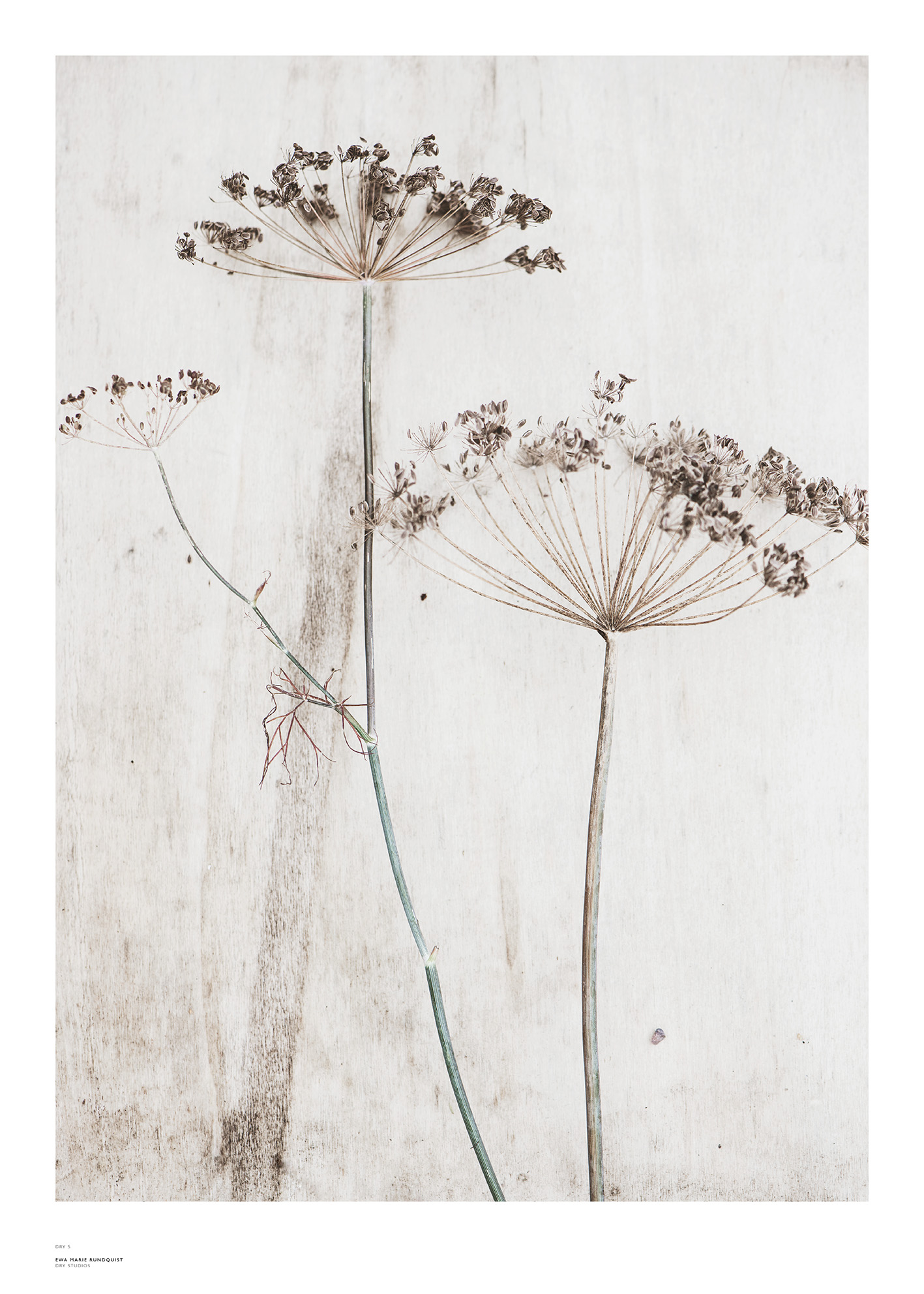 PRINT – DRY no 5
