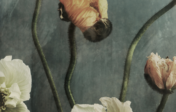 PRINT – Poppies Pose No 20