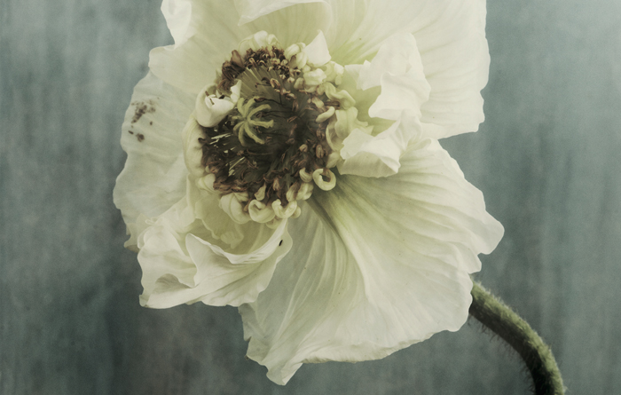 PRINT – Poppies Pose No 19
