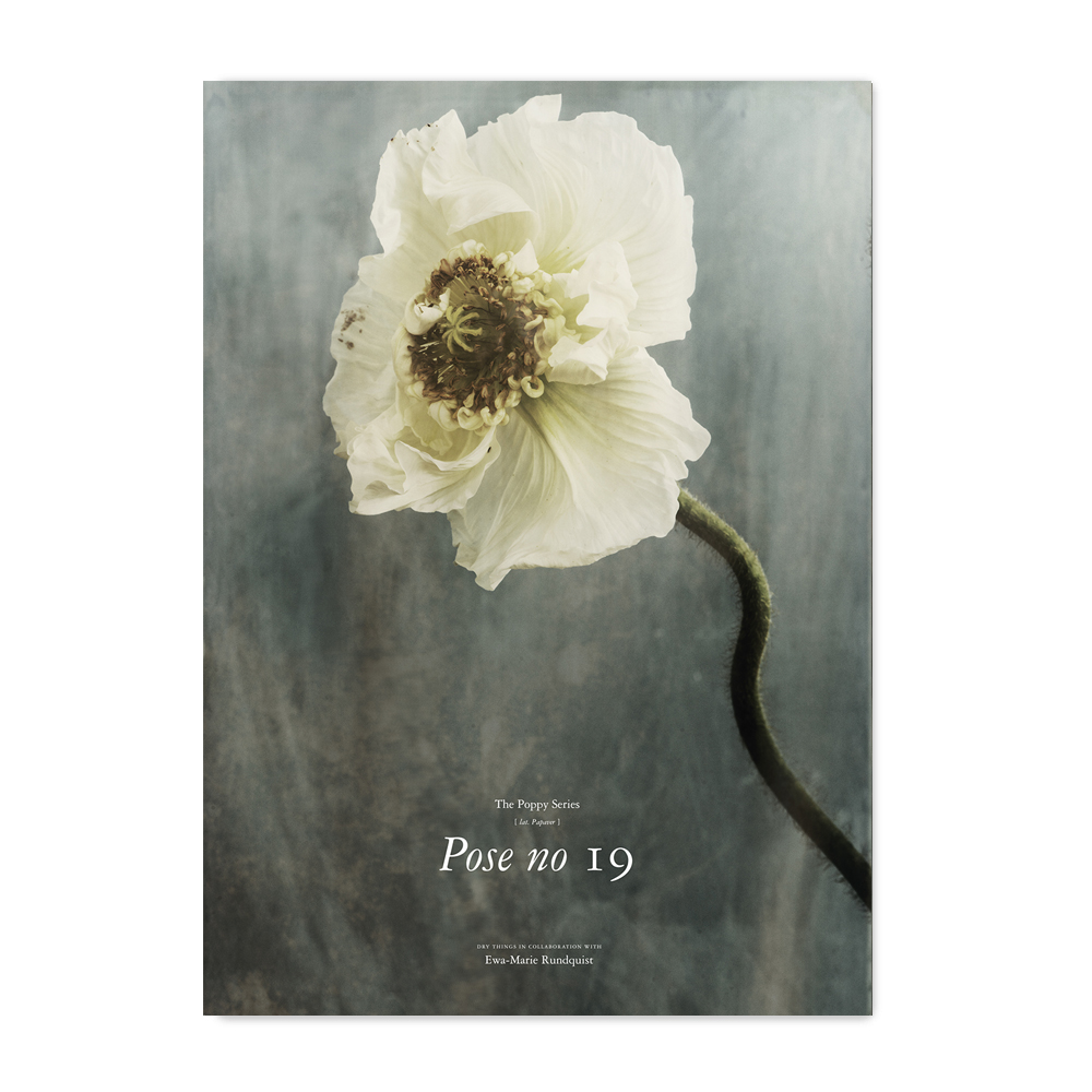 PRINT – Poppies Pose No 19