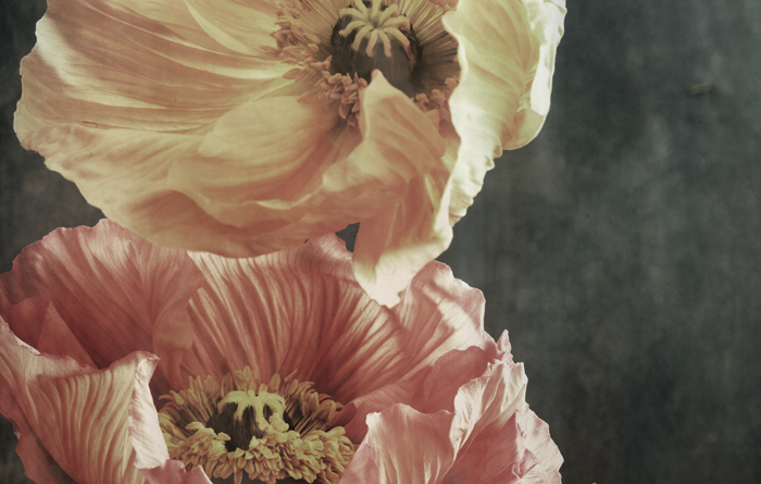 PRINT – Poppies Pose No 9