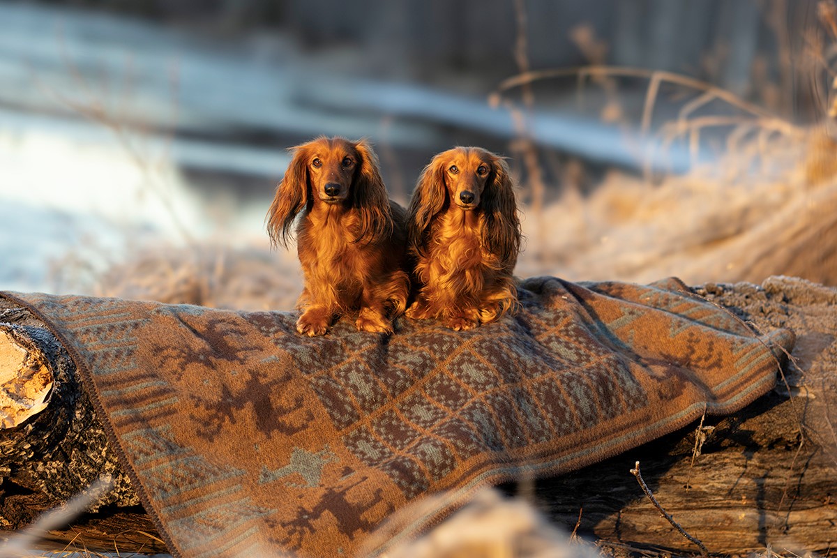 Prenez soin de vos textiles en laine