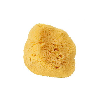 Zee zijde spons - 4 cm