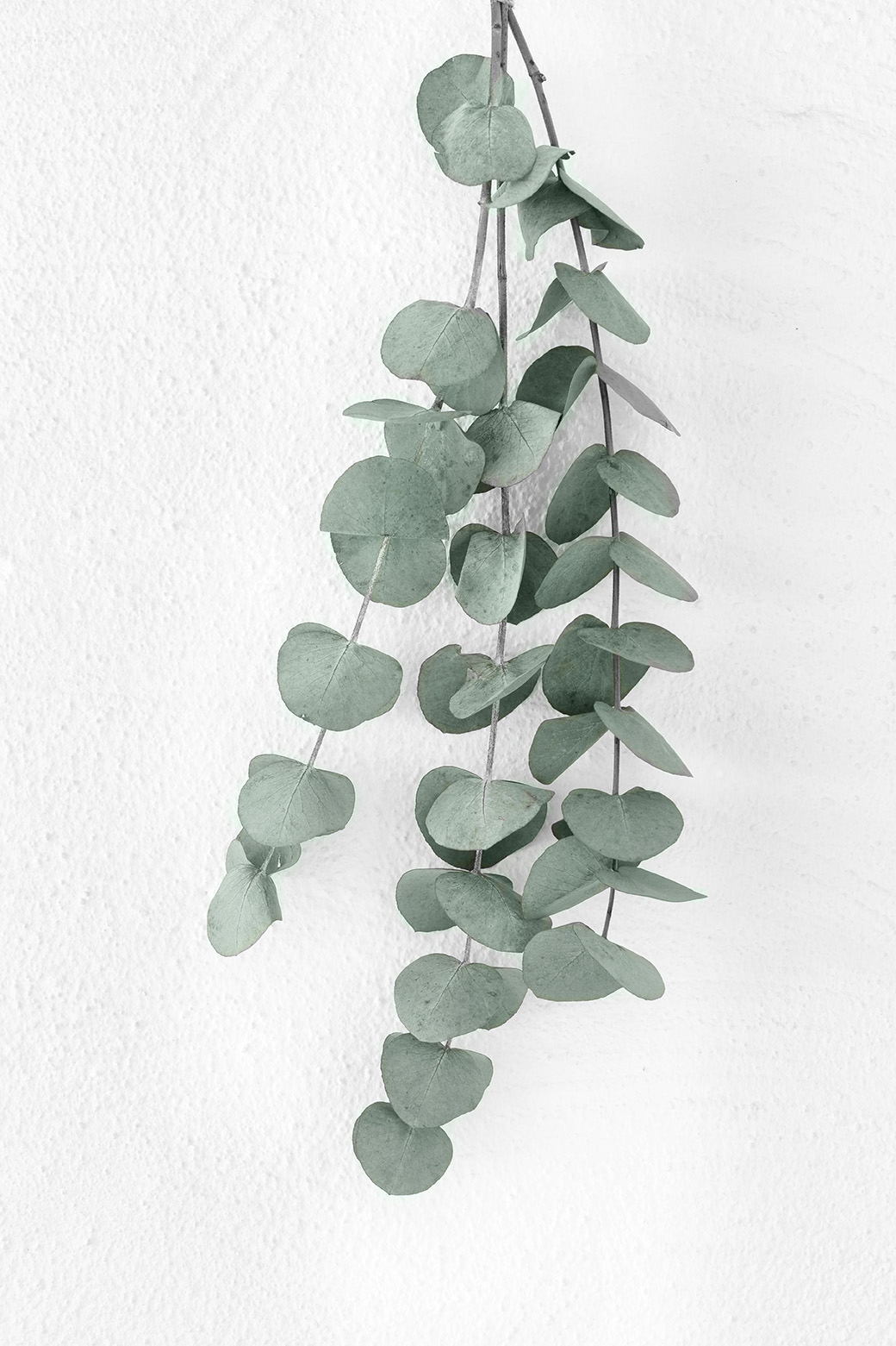Poster Eucalyptus by Mujo - 4