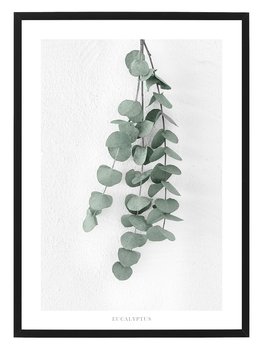 Poster Eucalyptus by Mujo