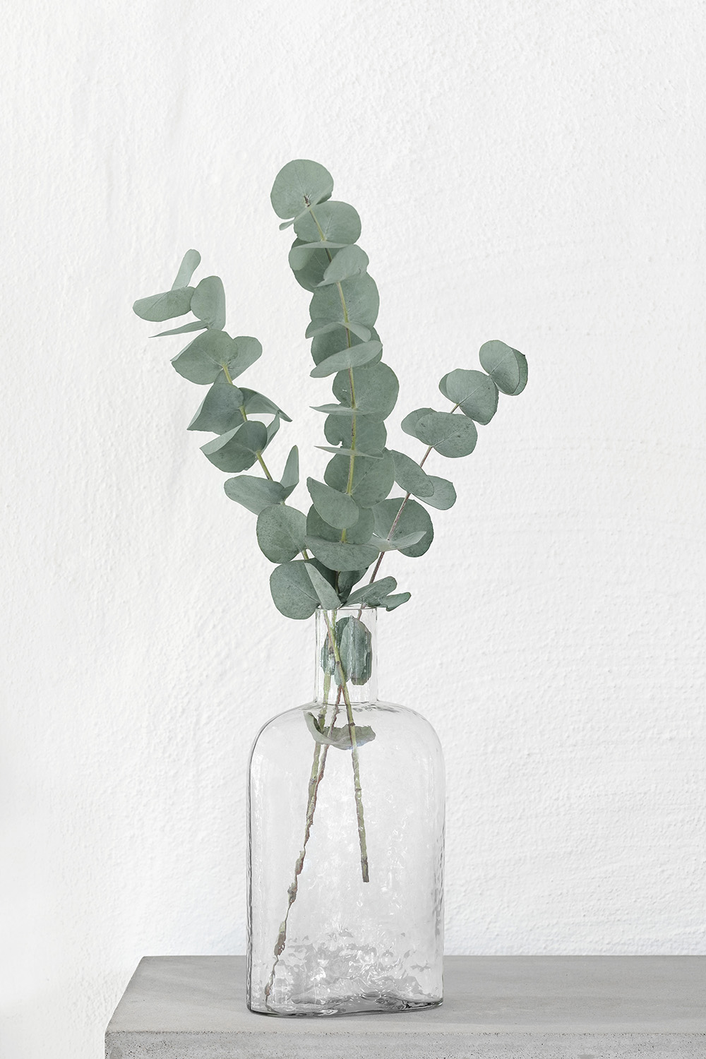 Poster Eucalyptus by Mujo - 4