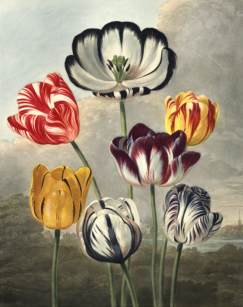 Poster Tulips by History art - 3