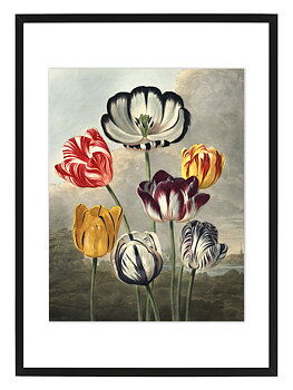 Poster Tulips by History art