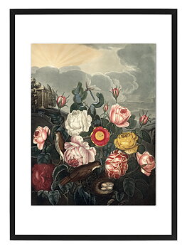 Roses by History art