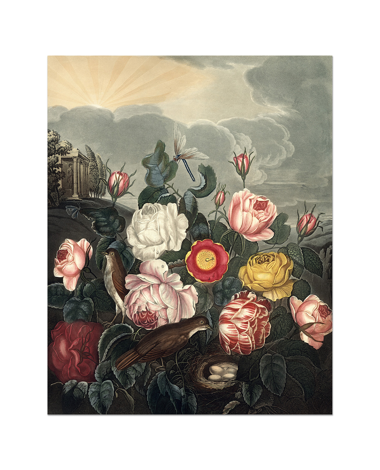 Konstkort Roses by History art