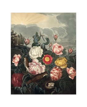 Konstkort Roses by History art