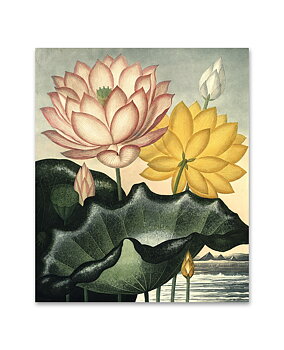 Konstkort Sacred Bean by History art