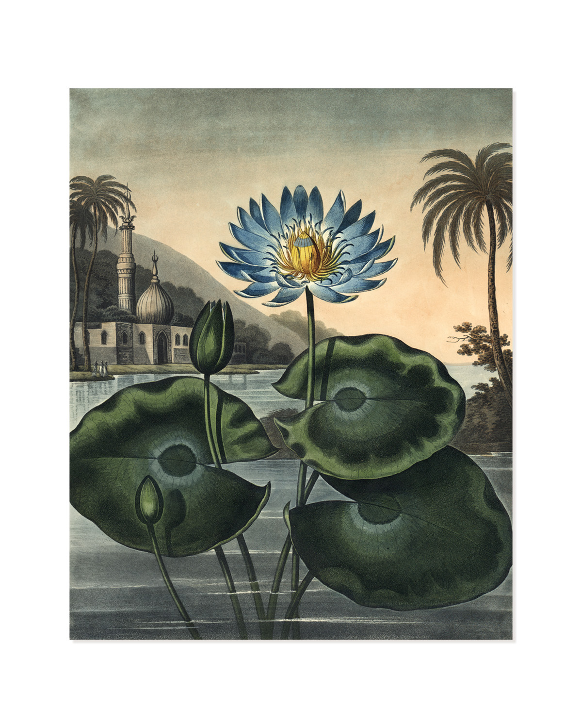 Konstkort Water Lily by History art
