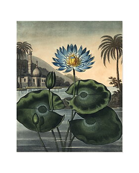 Konstkort Water Lily by History art