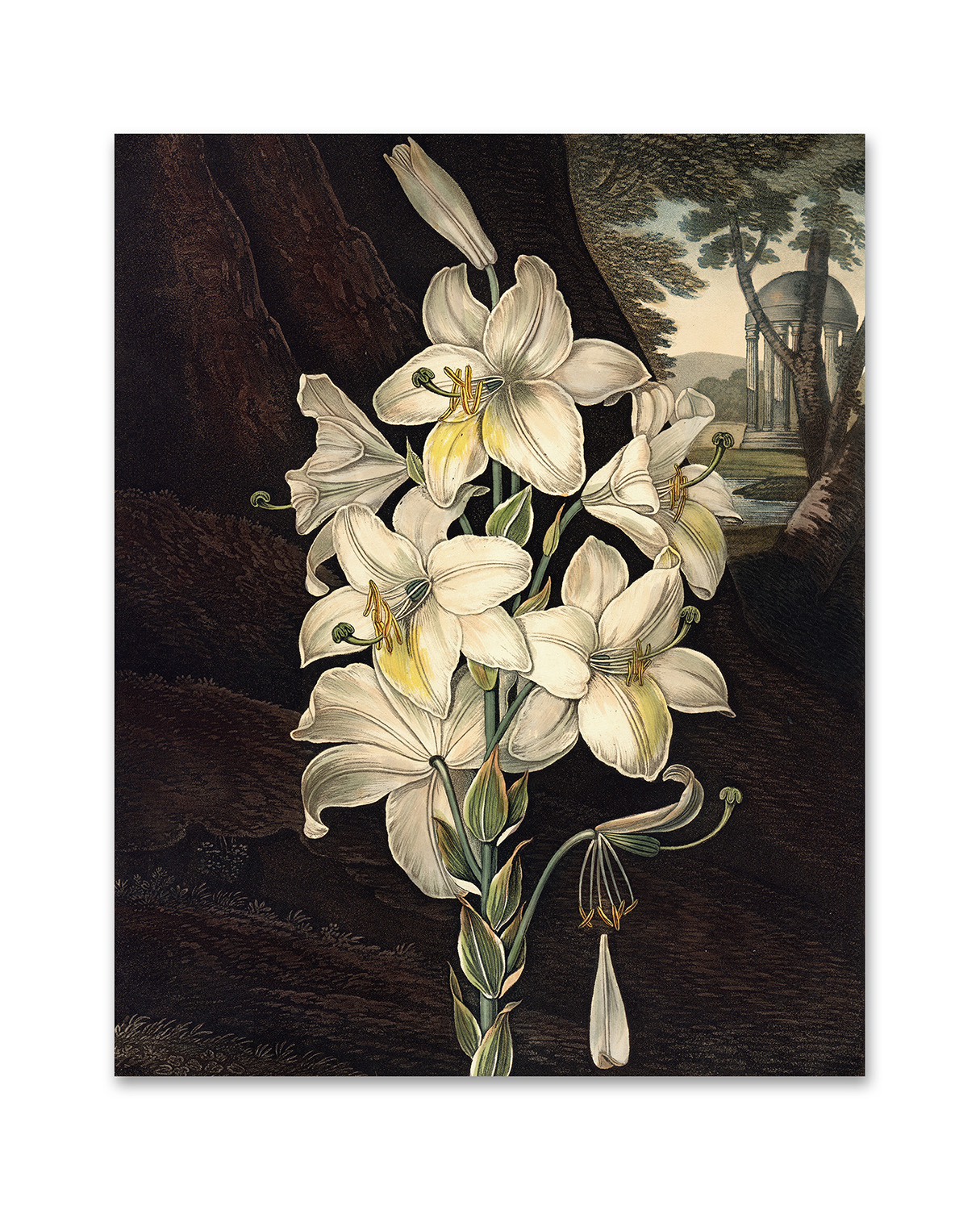 Konstkort White Lily by History art