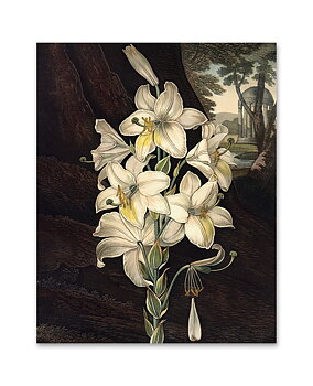 Konstkort White Lily by History art