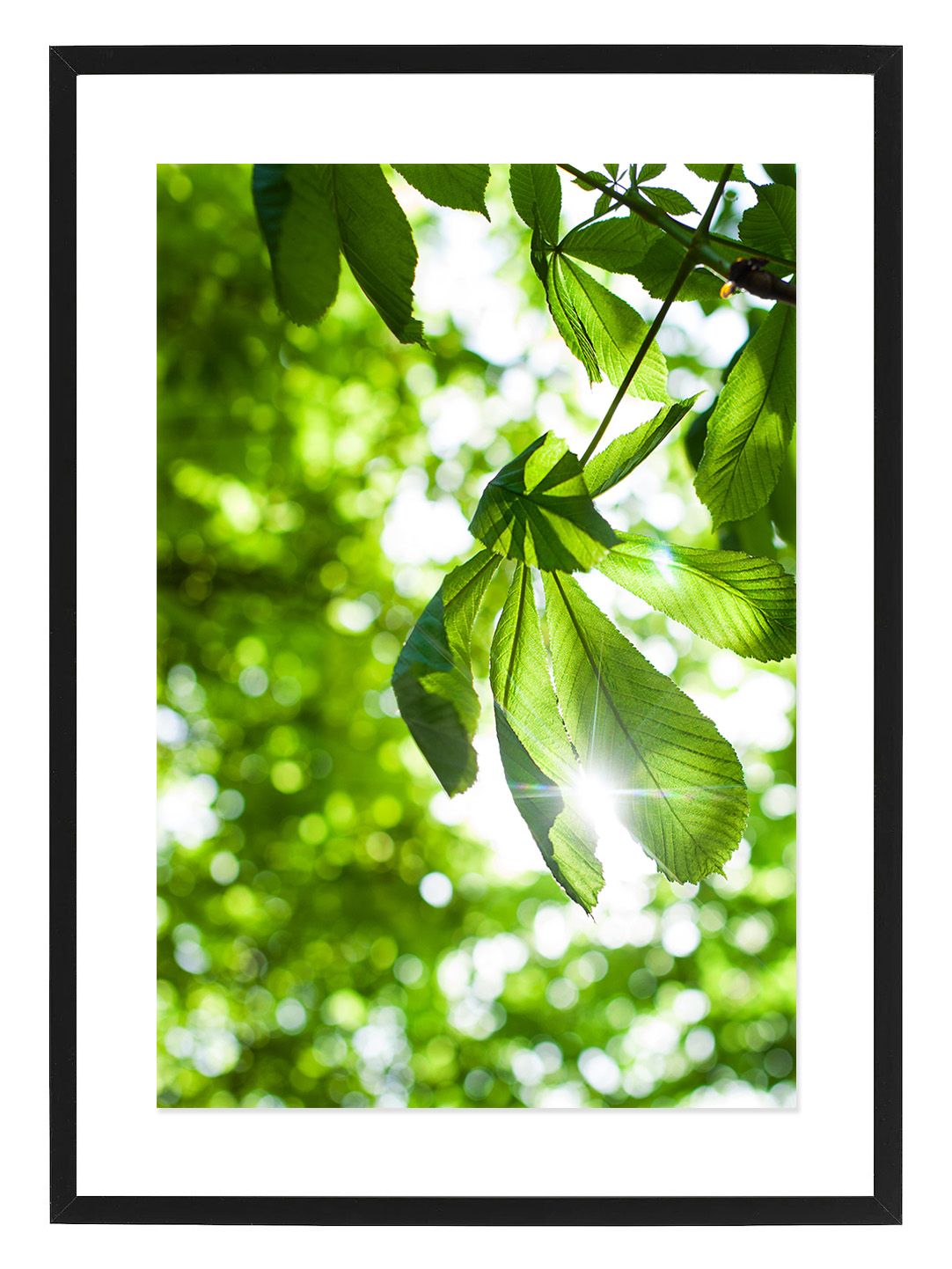 Poster Kastanjeblad by Mujo