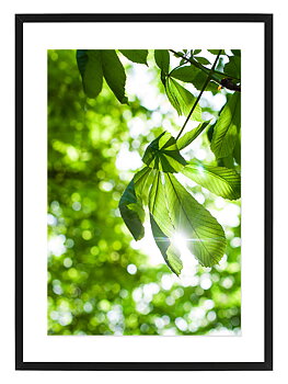 Poster Kastanjeblad by Mujo
