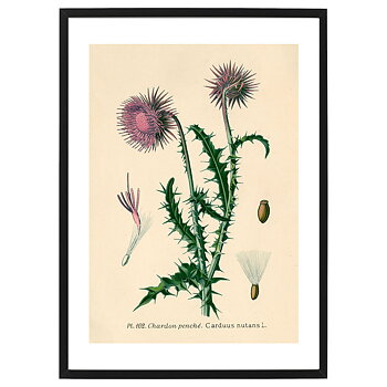 Poster Chardon Penché by History art