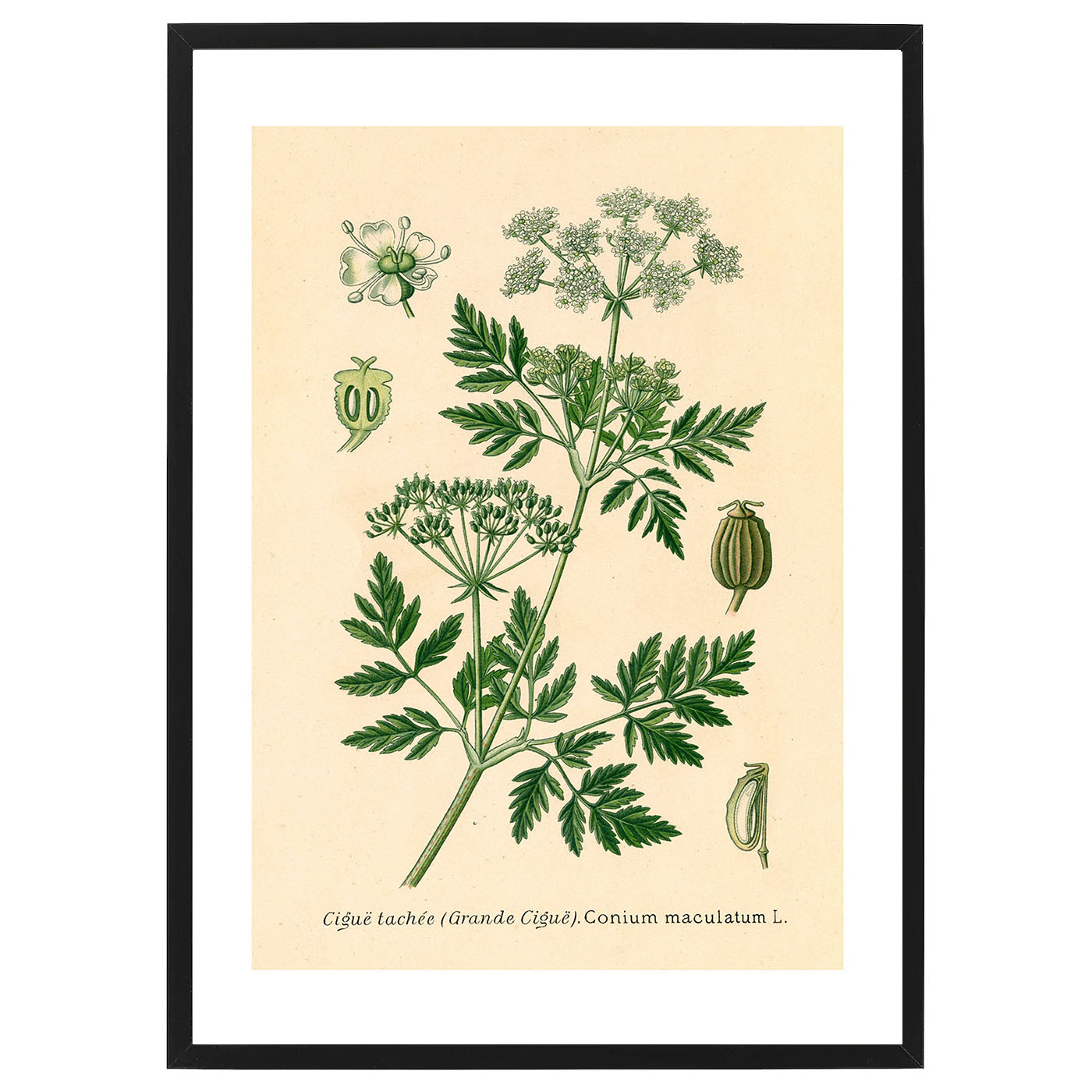 Poster Cigue Tachetee by History art - 2