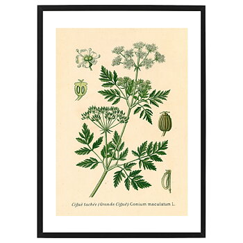 Poster Cigue Tachetee by History art