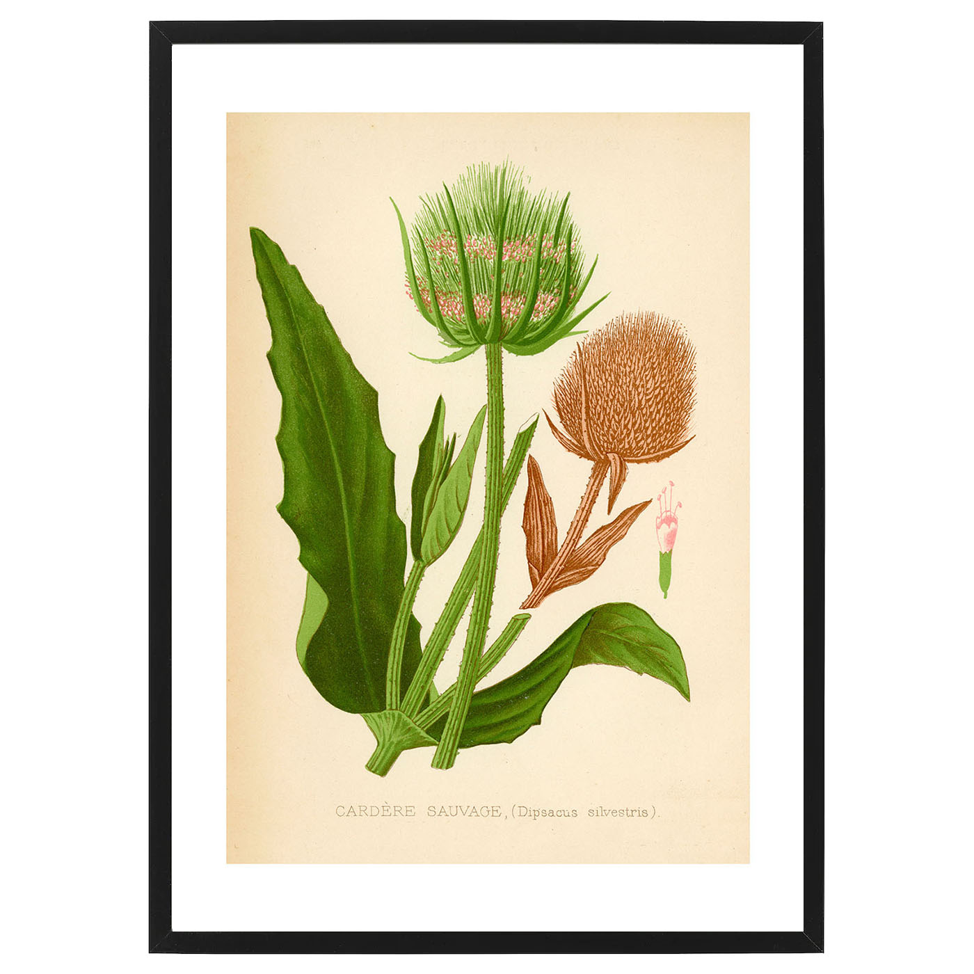 Poster Cardere Sauvage by History art - 2