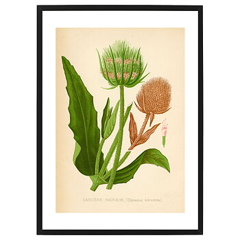 Poster Cardere Sauvage by History art