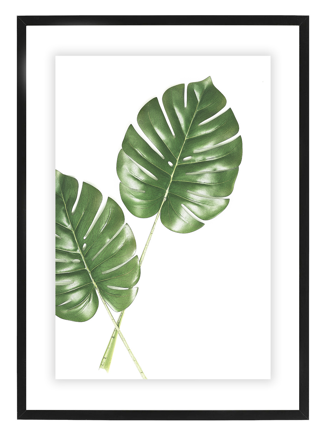 Poster Philodendron by Mujo