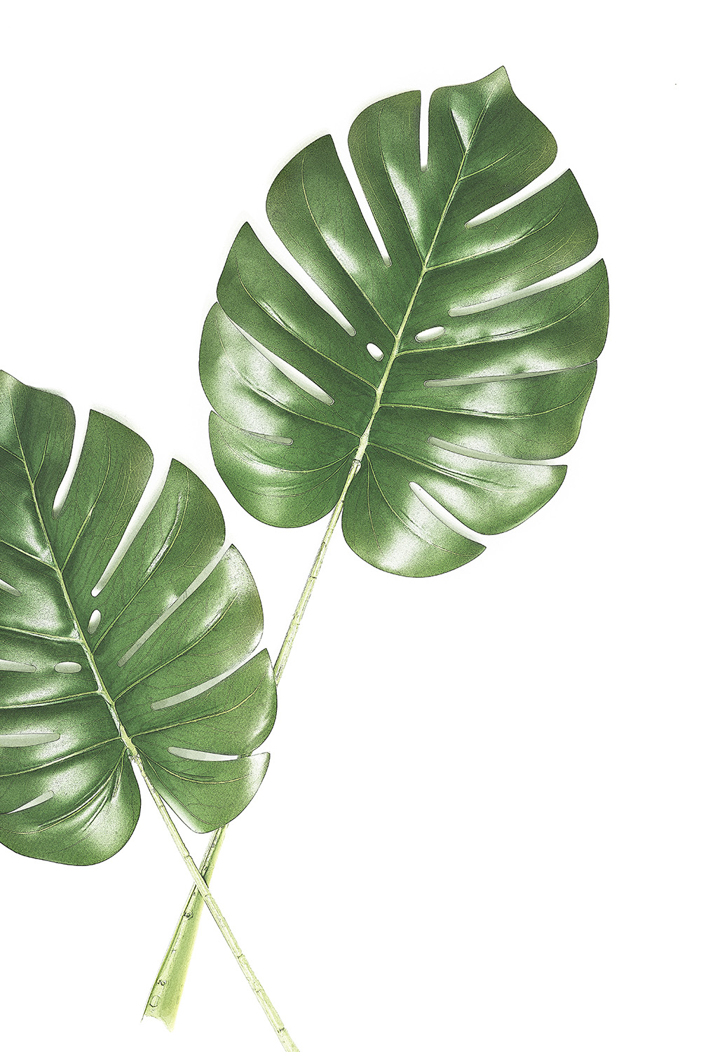 Poster Philodendron by Mujo - 3
