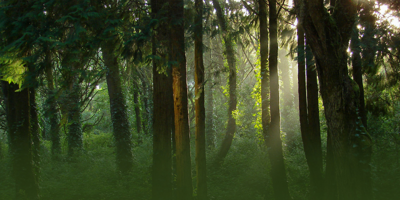 FSC-märkta bänkskivor  Samtliga av våra materialleverantörer är spårbarhetscertifierade