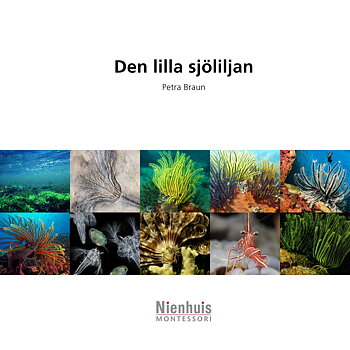 Den lilla sjöliljan 