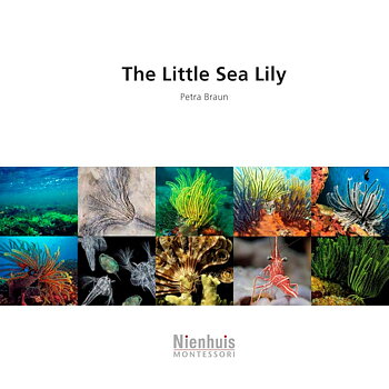 The little Sea Lily