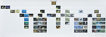 Djurens Systematik - 