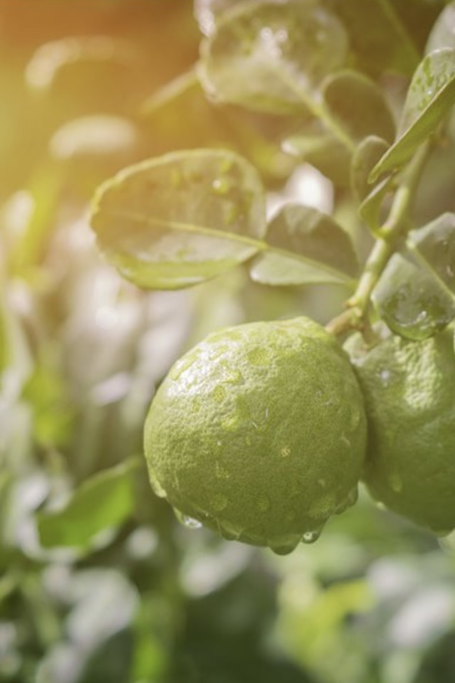 Nordic Perfumers - Bergamot Parfymolja - 3