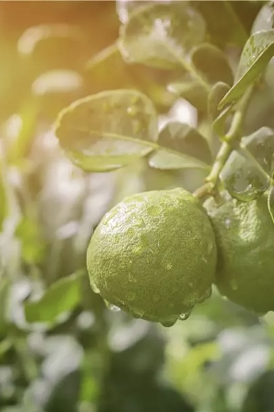 Nordic Perfumers - Bergamot Doftljus - 2