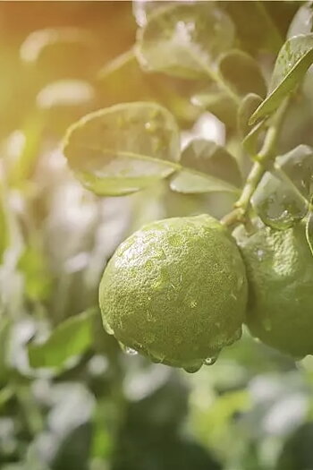 Nordic Perfumers - Bergamot Doftljus