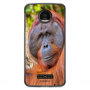 Motorola Moto Z Skal - Orangutan