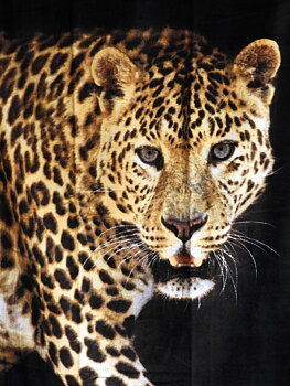 Badlakan Leopard