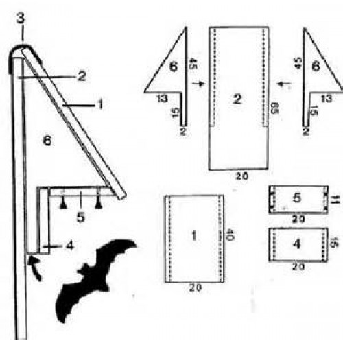 Fladdermus holk  - 4