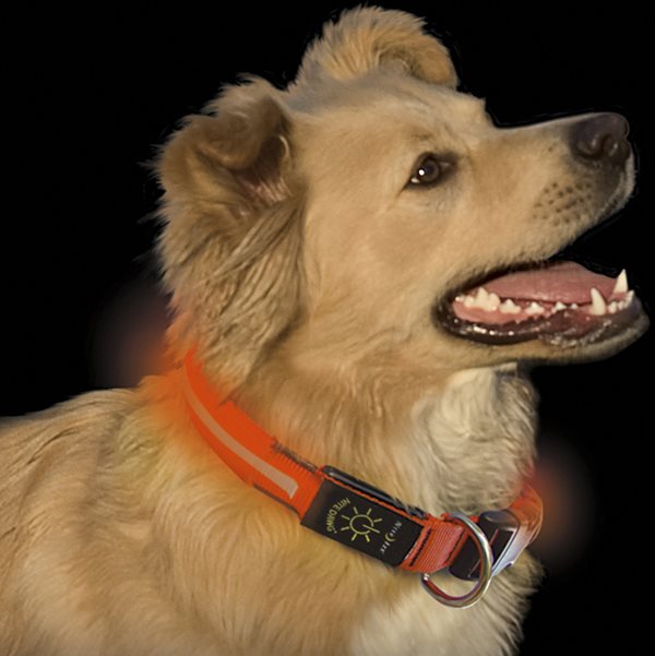 Nite Dawg Halsband Orange