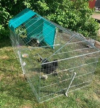 Utegård för både höns och kaniner