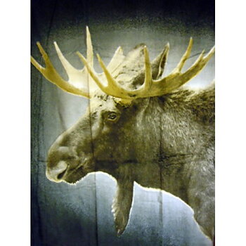Badlakan Älg